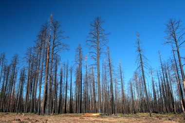 Kaibab Ulusal Ormanı, Arizona, ABD