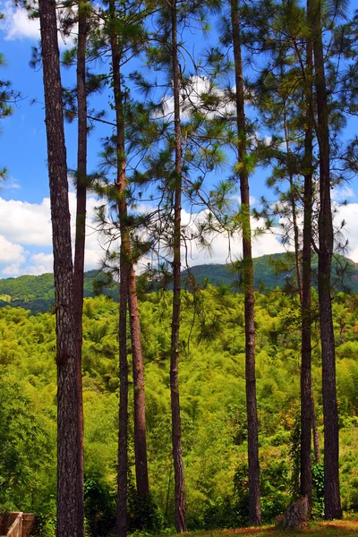 Plantação de Croydon, Jamaica — Fotografia de Stock