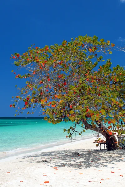 Playa de siete millas de Negril, Jamaica — Foto de Stock