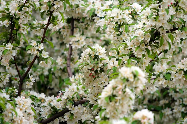 Boston gemeinsamen und öffentlichen Garten, USA — Stockfoto