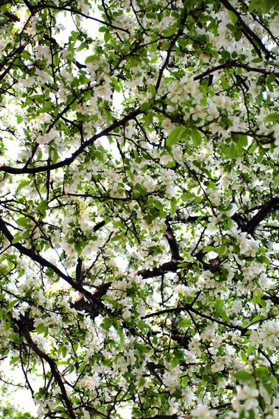 보스턴 커먼, 공중 정원, 미국 — 스톡 사진