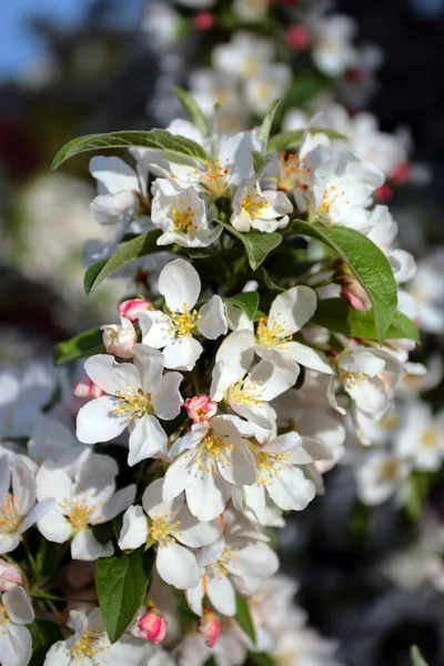 Boston gemeinsamen und öffentlichen Garten, USA — Stockfoto