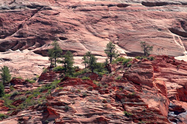 Zion national park, Stany Zjednoczone Ameryki — Zdjęcie stockowe