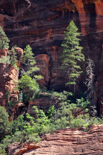 Zion Nationaalpark, Verenigde Staten — Stockfoto