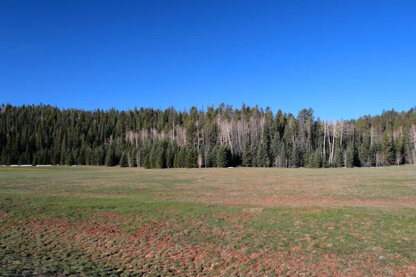 Kaibab National Forest, Arizona, Usa — Stockfoto