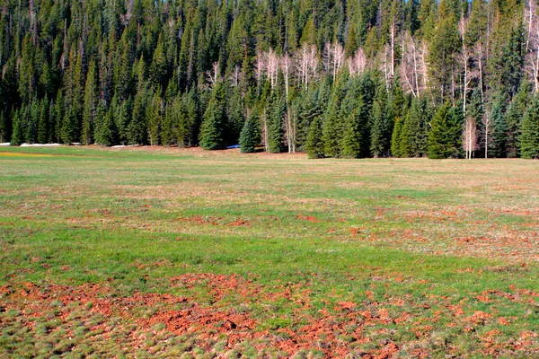 Kaibab National Forest, Arizona, Usa — Stockfoto