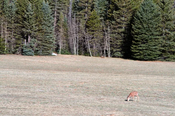 Kaibab National Forest, Arizona, Amerikai Egyesült Államok — Stock Fotó