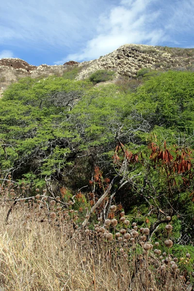 Cabeza de diamante, Honolulu, Hawaii — Foto de Stock