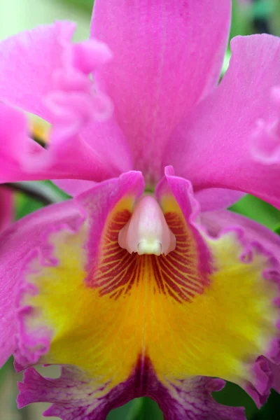 Nahaufnahme Bild der Orchideen — Stockfoto