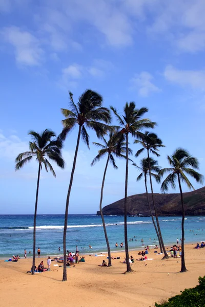 Hanauma Körfezi, Oahu, Hawaii