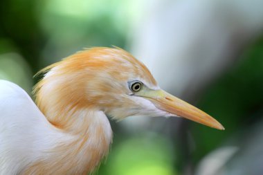 Balıkçıl stok görüntü