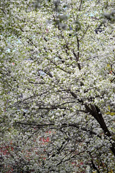 Beacon Hill, Boston — Foto de Stock