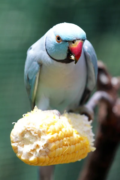 앵무새의 스톡 이미지 — 스톡 사진