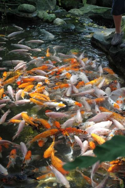 Immagini stock di pesci Koi in stagno — Foto Stock