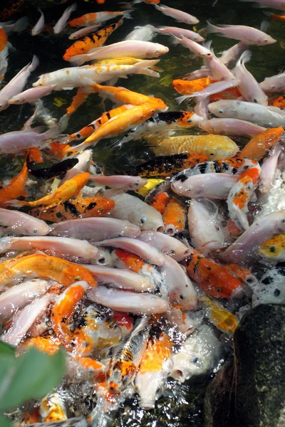 Lagerbild von Koi-Fischen im Teich — Stockfoto