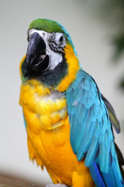 Stock image of a parrot — Stock Photo, Image