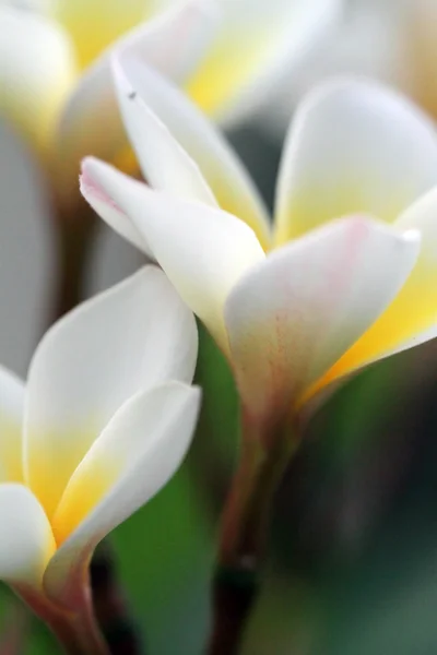 Plumeria 꽃 근접 촬영의 스톡 이미지 — 스톡 사진