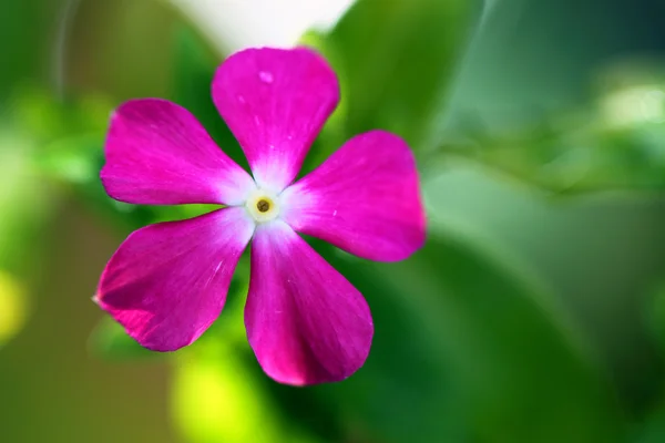 Stock image of close up of flower — Stock Photo, Image