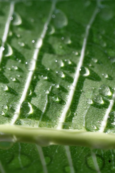 Gotas de agua en el primer plano de la hoja — Foto de Stock