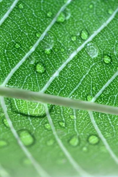 Water drops on leaf closeup — Stock Photo, Image