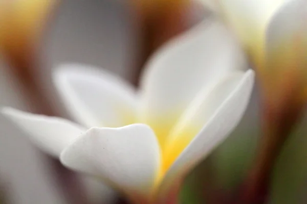 Immagine stock di fiori di Plumeria primo piano Foto Stock