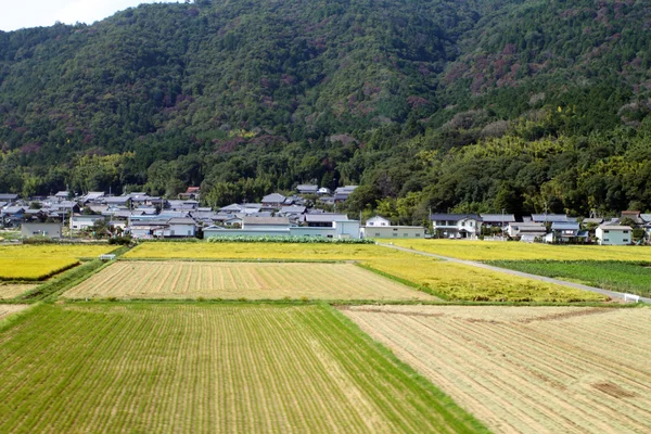 PADI pole w pobliżu Tokio, Japonia — Zdjęcie stockowe