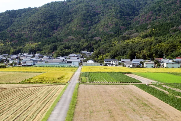 Champ Padi près de Tokyo, Japon — Photo