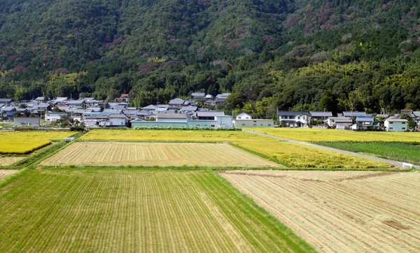 Padi-Feld in der Nähe von Tokio, Japan — Stockfoto