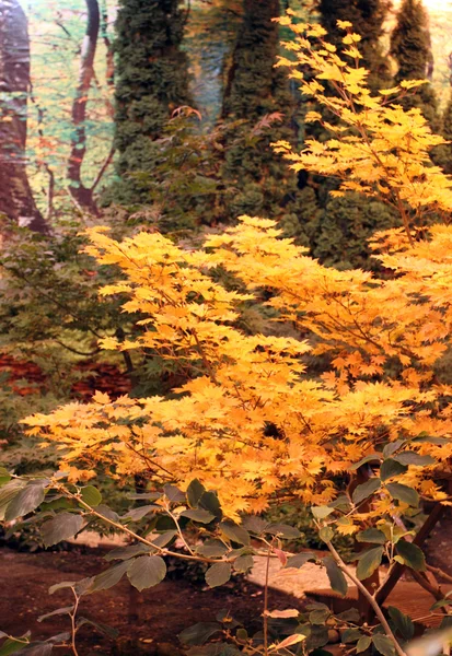 Масове зображення осіннього листя — стокове фото