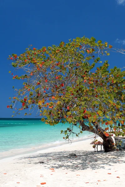 Imagen de Negril, Jamaica — Foto de Stock