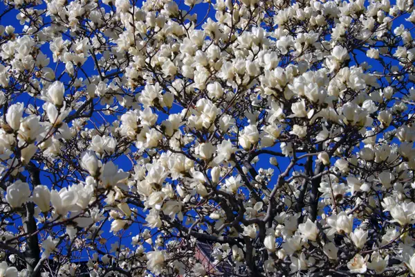 Flor de cerezo en Boston Public Garden durante la primavera — Foto de Stock