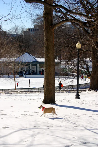 Stock bild av en snöande vinter vid Boston, massachusetts, usa — Stockfoto