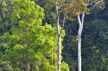 Langkawi Adası, Malezya
