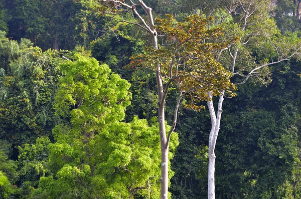 Στο νησί Langkawi, Μαλαισία — Φωτογραφία Αρχείου