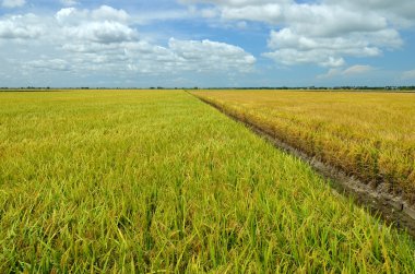 Asya pirinç ürün Sekinchan, Malezya
