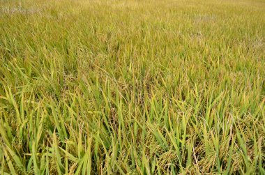 Asya pirinç ürün Sekinchan, Malezya