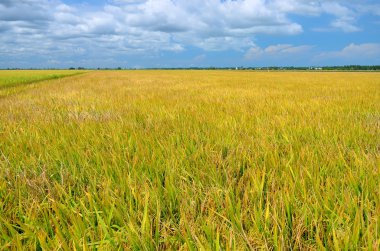 Asya pirinç ürün Sekinchan, Malezya