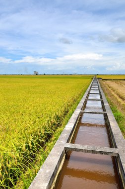 Asya pirinç ürün Sekinchan, Malezya