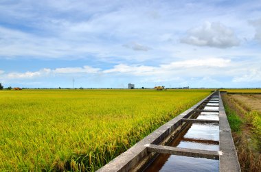 Asya pirinç ürün Sekinchan, Malezya