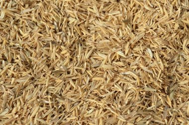 bir avuç pirinç taneleri ile kepek deniz hayvanı kabuğu