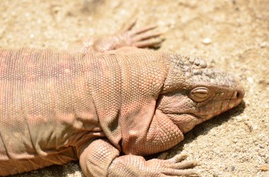 İguana orta ve Güney Amerika nın tropik bölgelerine yerli kertenkele cinsidir