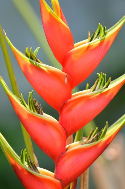 yakın çekim çiçek