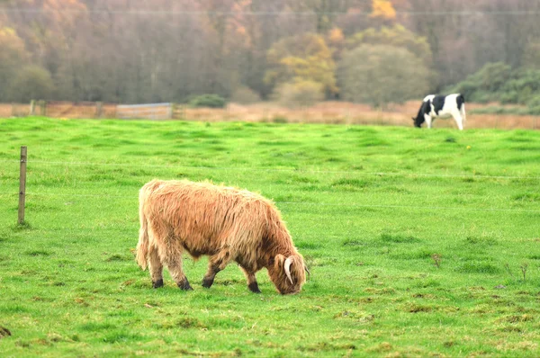スコットランドのアンガス牛と牛 — ストック写真