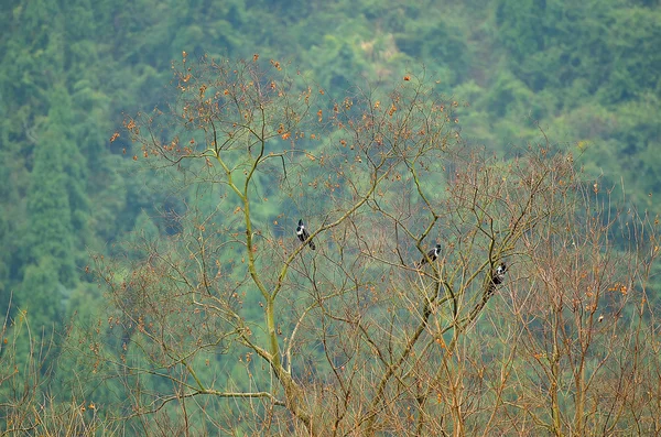 Paisaje en Yangshuo Guilin, China — Foto de Stock