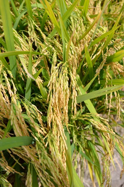 Asiatiska ris gröda på Sekinchan, Malaysia — Stockfoto
