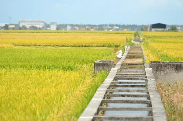 Sekinchan、マレーシア、アジアの稲作 — ストック写真
