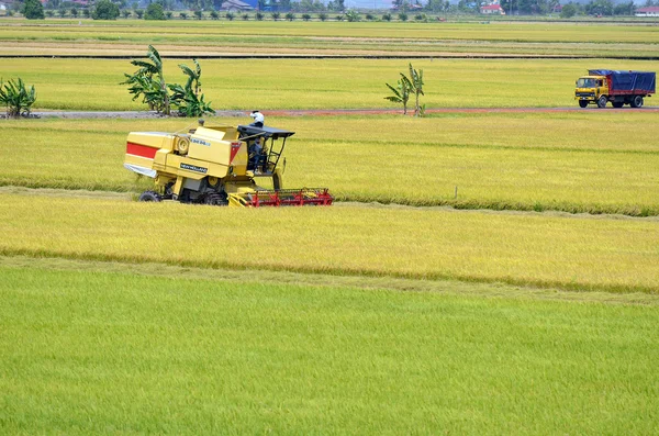 Asiatiska ris gröda på Sekinchan, Malaysia — Stockfoto