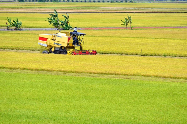 Азиатский урожай риса в Секинчане, Малайзия — стоковое фото