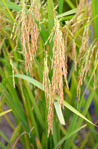 아시아 쌀 작물 Sekinchan, 말레이시아에서 — 스톡 사진