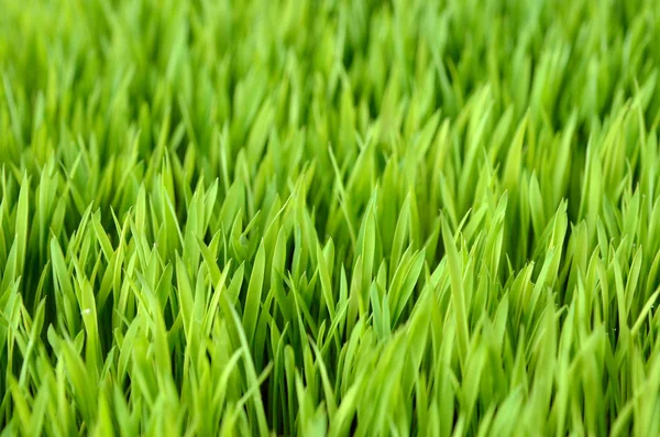 Lager bild av vetegräs — Stockfoto